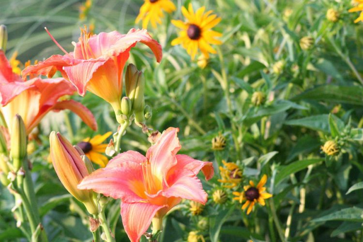 Rabata kwiatowa powinna cieszyć oko o różnych porach roku. Fot. Pixabay